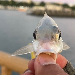 ヒトスジタマガシラ