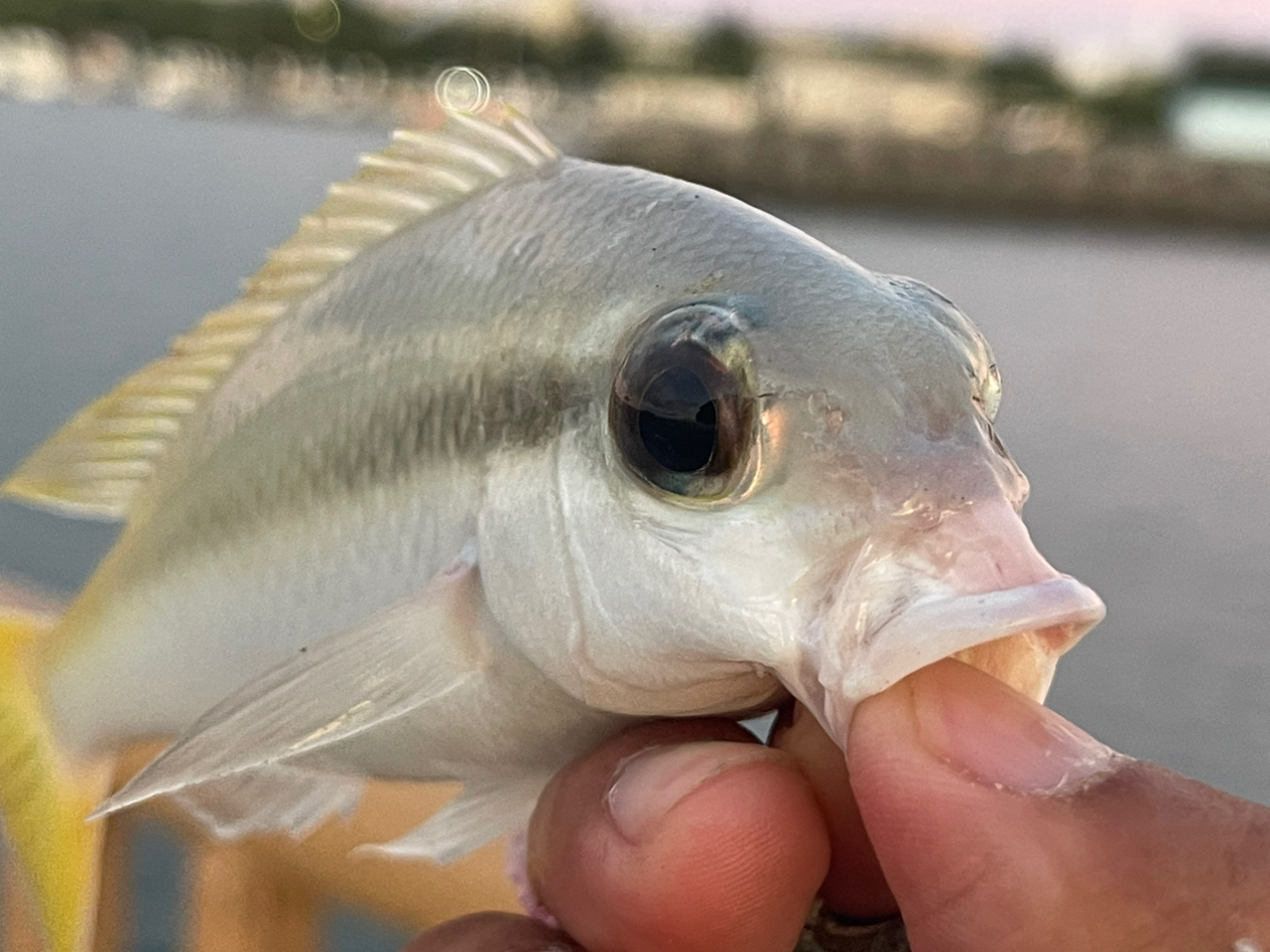 ヒトスジタマガシラ