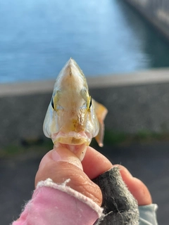 ハマフエフキの釣果