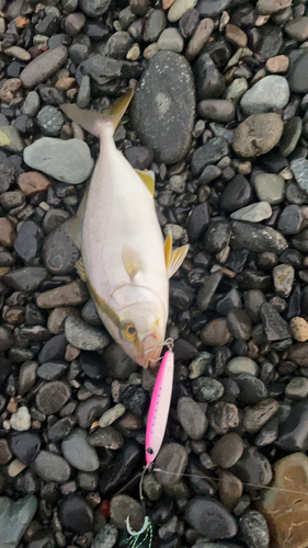 ショゴの釣果