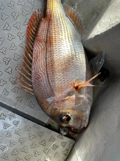 タイの釣果