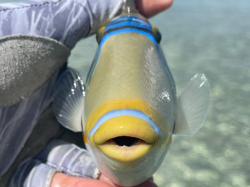 ムラサメモンガラの釣果