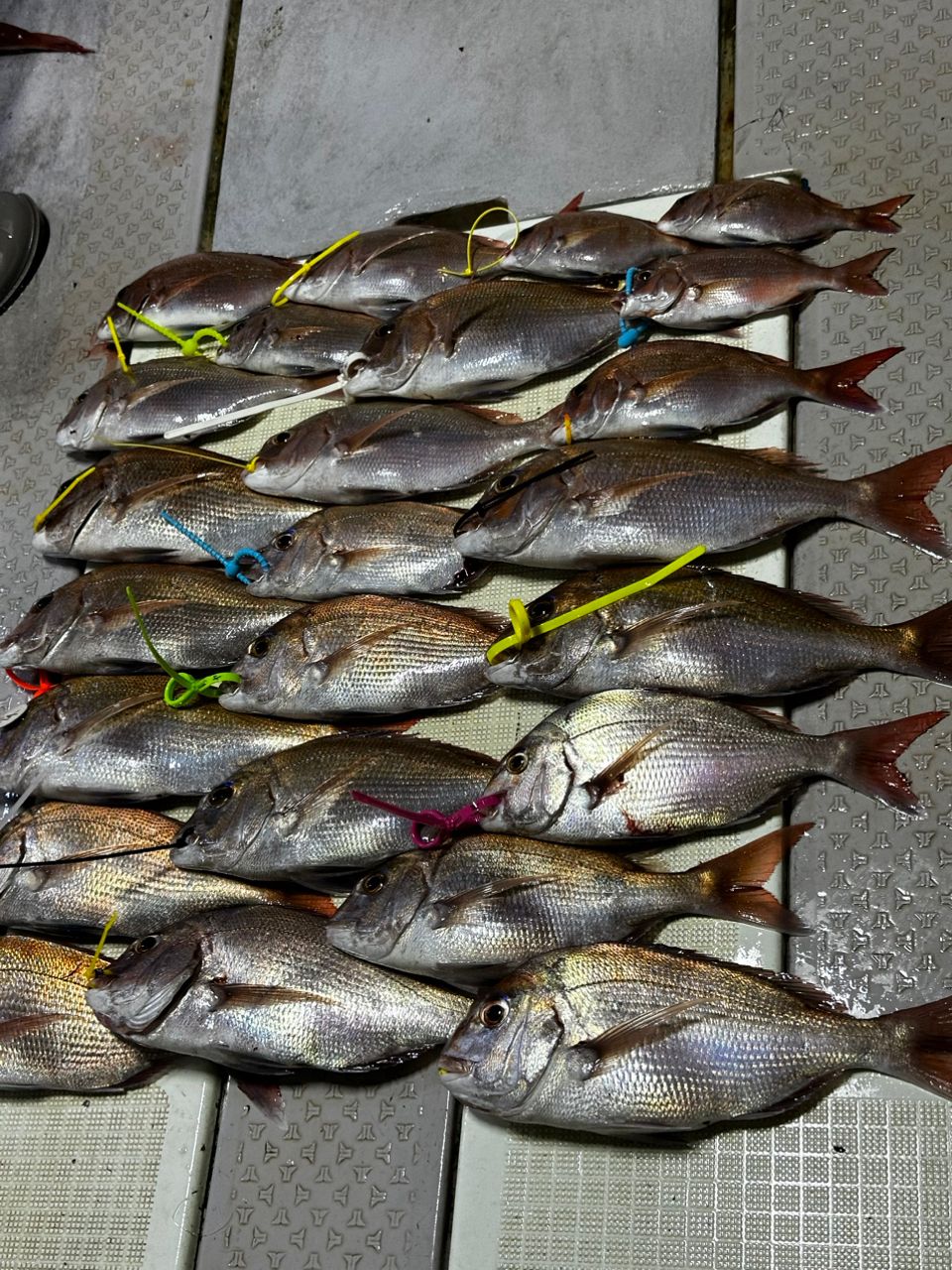 明石海峡専科さんの釣果 2枚目の画像