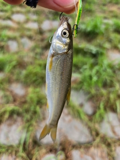 ウグイの釣果