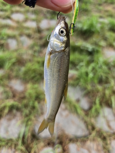 ウグイの釣果