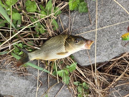 コイの釣果