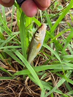 ニゴイの釣果