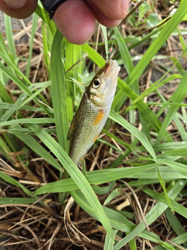 ニゴイの釣果