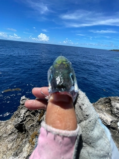 ニジョウサバの釣果