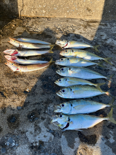 アジの釣果