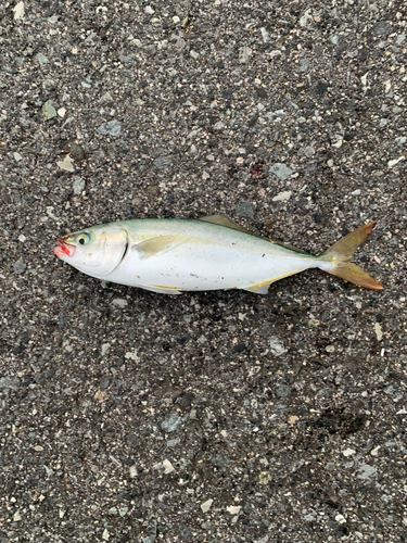 ツバスの釣果