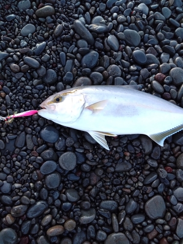 ショゴの釣果