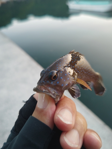 スジアラの釣果