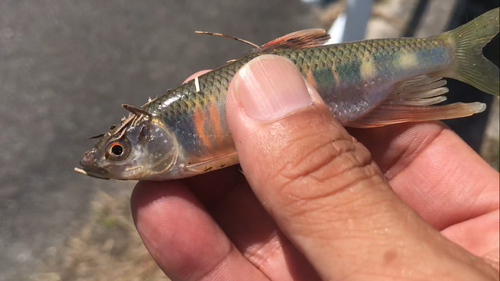 オイカワの釣果