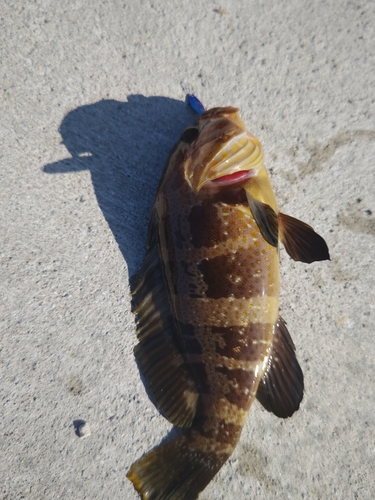 アオハタの釣果