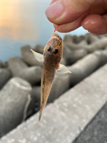 ハゼの釣果