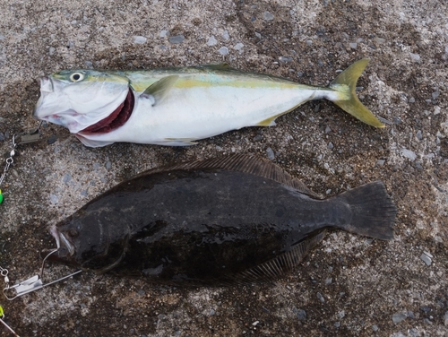 ソゲの釣果