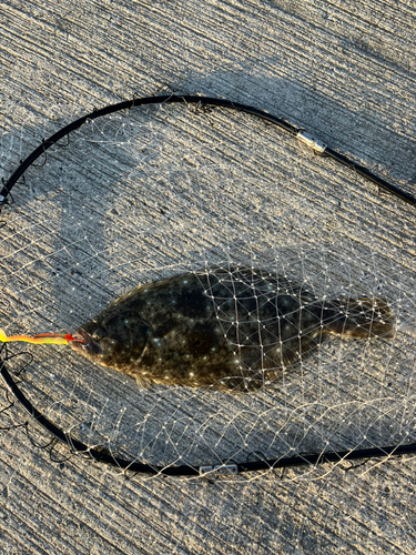 ソウダガツオの釣果