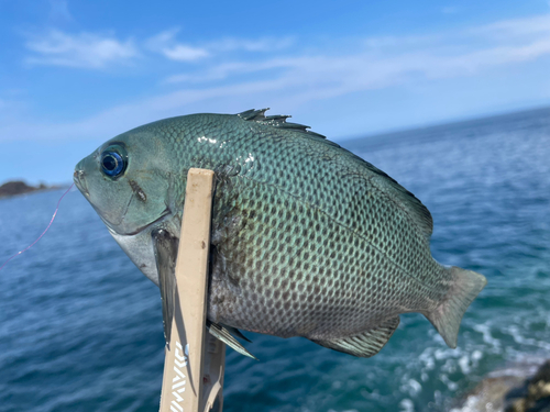 メジナの釣果