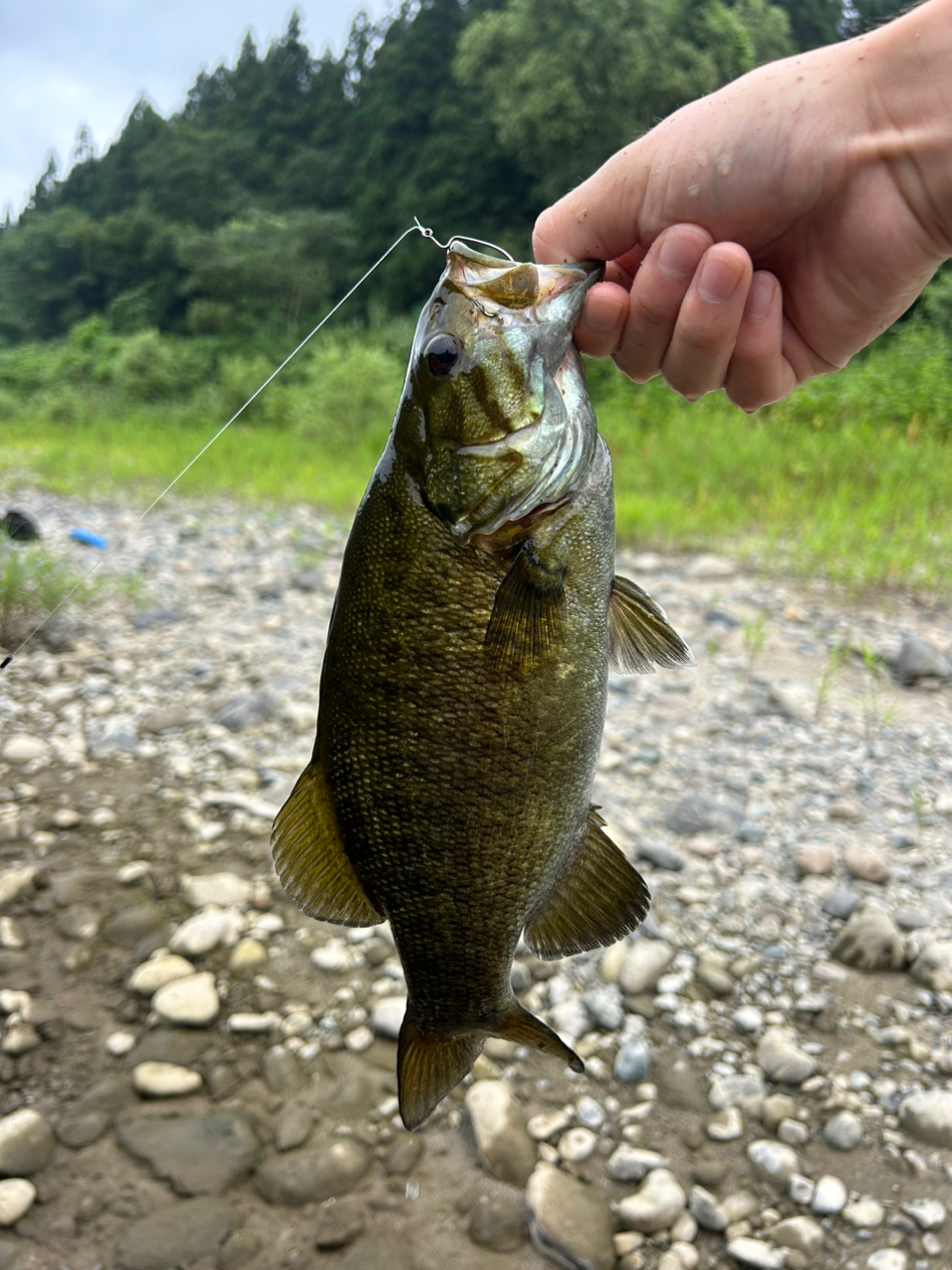 スモールマウスバス