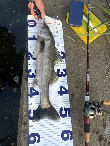 シーバスの釣果