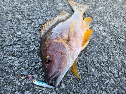 シブダイの釣果