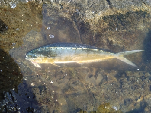 シイラの釣果