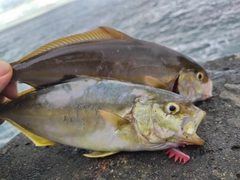 ショゴの釣果