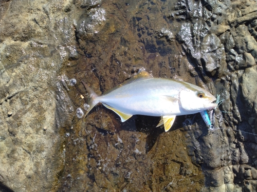 ショゴの釣果