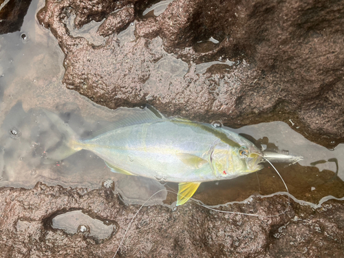 ショゴの釣果