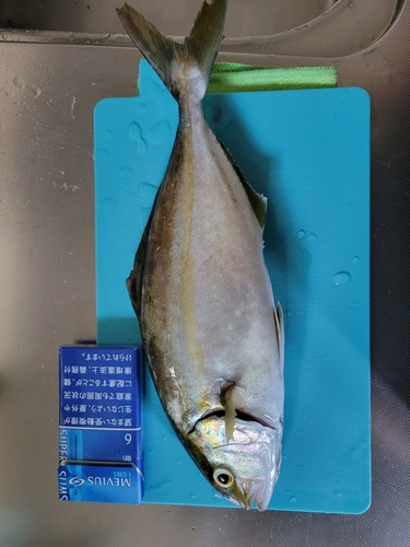 ショゴの釣果