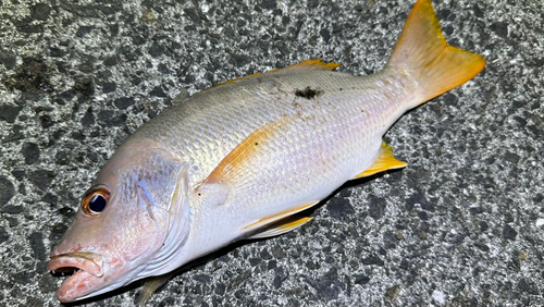 イッテンフエダイの釣果