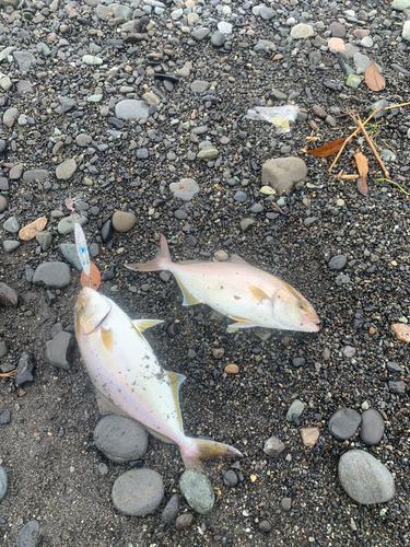 ショゴの釣果