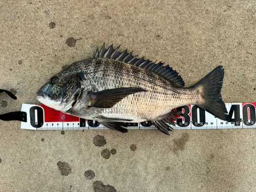 クロダイの釣果