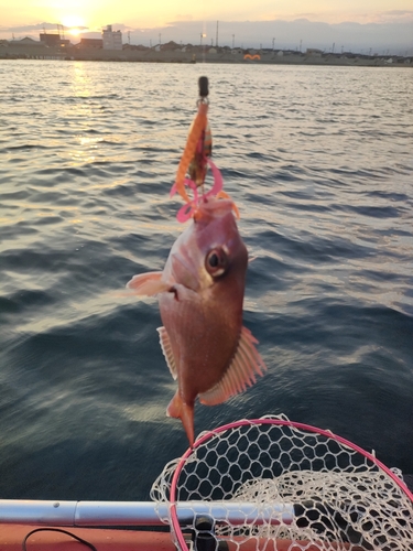 マダイの釣果