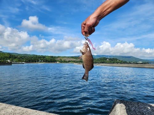 オオモンハタの釣果