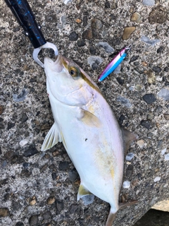 ショゴの釣果