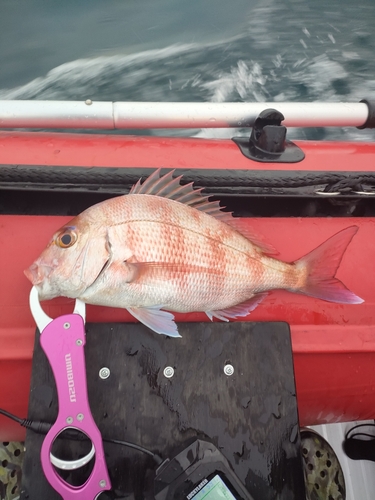 マダイの釣果