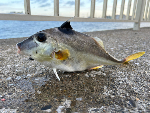 ギマの釣果