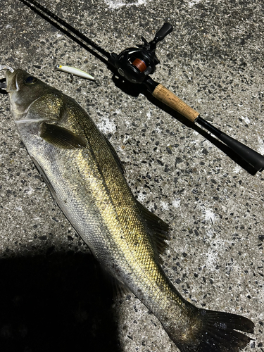 シーバスの釣果