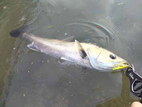 シーバスの釣果