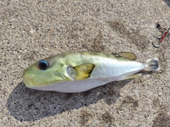 シロサバフグの釣果