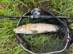 ニゴイの釣果