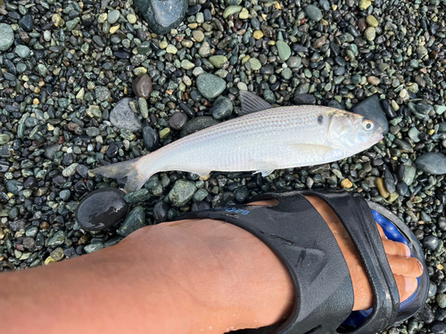 コノシロの釣果