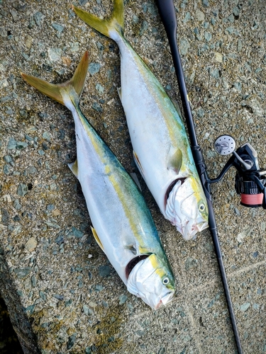 イナダの釣果