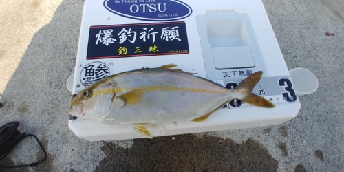 ショゴの釣果