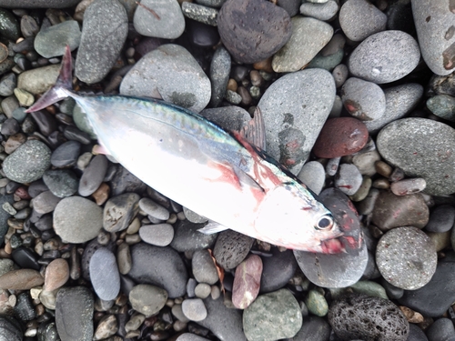 ソウダガツオの釣果