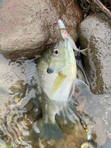 ブルーギルの釣果