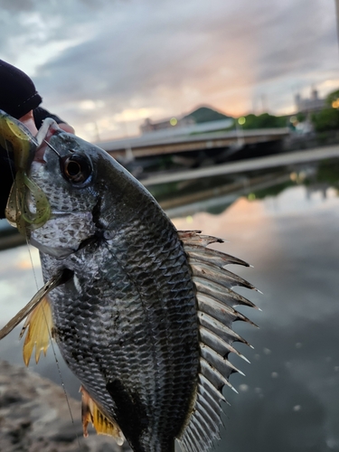 キビレの釣果