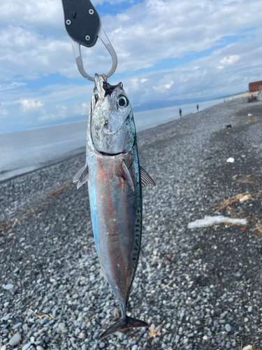 ソウダガツオの釣果